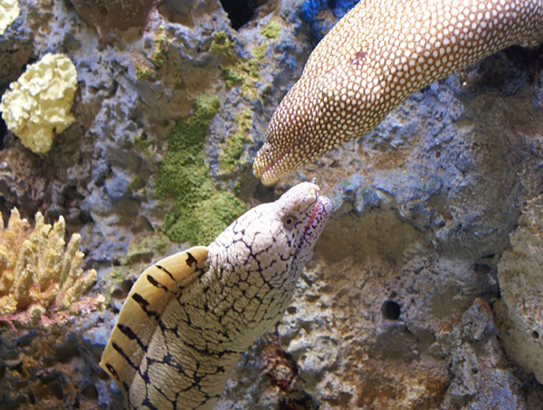 Eels at Monterey Bay Aquarium