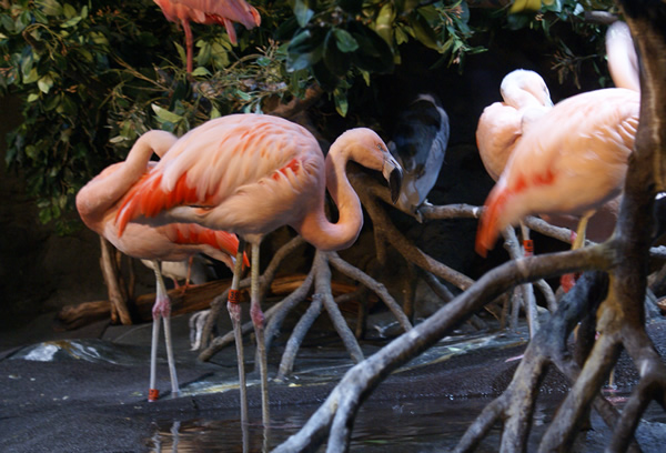 Flamingos at Monterey Bay Aquarium