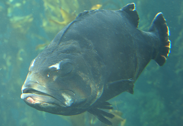 Grouper at Monterey Bay Aquarium