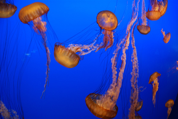 Jelly Fish at Monterey Bay Aquarium