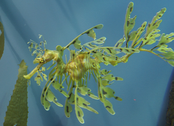 Leafy Sea Dragon at Monterey Bay Aquarium