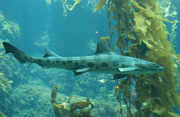 Leopard Shark at Monterey Bay Aquarium