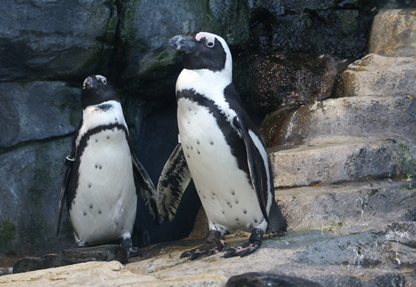 Penguins at Monterey Bay Aquarium