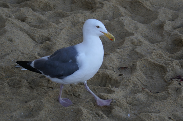 Sea Gull on Monterey Bay