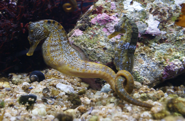 Sea Horses at Monterey Bay Aquarium