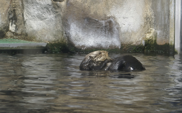 Sea Otter at Monterey Bay Aquarium