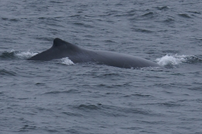 Humpback Whale Watching