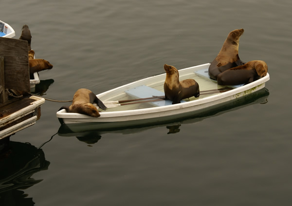 Sea Lions Monterey Bay