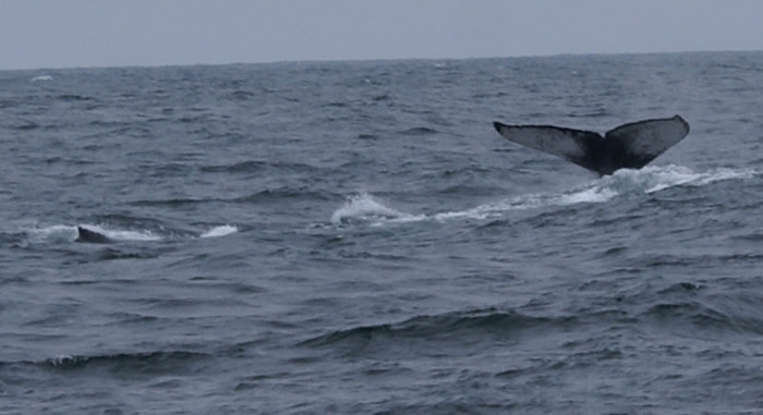 Two Humpback Whales in Monterey Bay