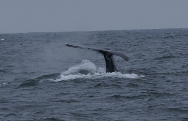 Whale Tail Monterey