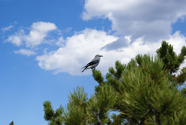 Estes Park Wildlife