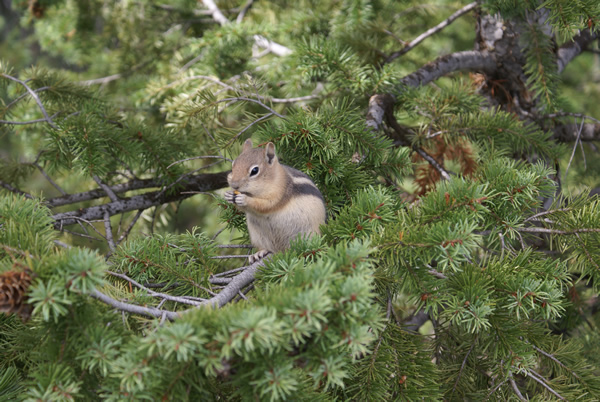 Estes Park Chipmunk