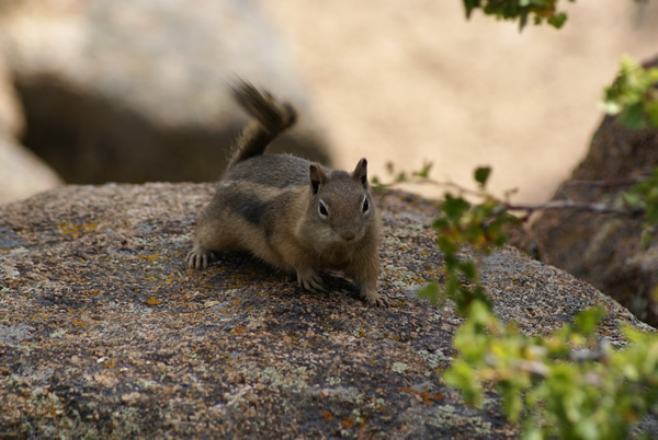 Charging Chipmunk