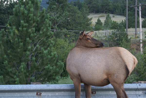 Estes Park Moose